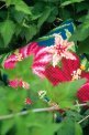 BOTANICAL FLOWERS PN-0179963 VERVACO подушка