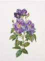 Rapsody in Blue / Рапсодія в блакитному T413 Thea Gouverneur - Салон рукоділля