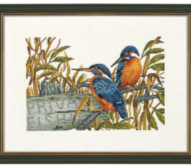 Kingfishers 14-147 Eva Rosenstand