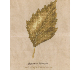 Downy Birch Береза ​​пухнаста HC751 Heritage Crafts - Салон рукоділля 