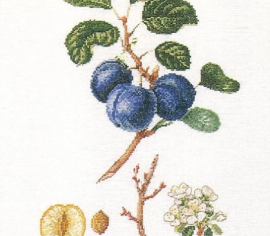 Morrocco Plum / Сливи T2059 Thea Gouverneur - Салон рукоділля></noscript>

</a>
</div>
          </div>
  
                <div class=