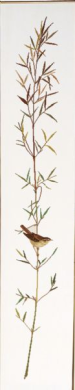 Sedge warbler 08-4412 Eva Rosenstand