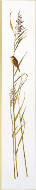 Sedge warbler 08-4413 Eva Rosenstand