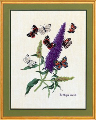 Butterflyplant 12-739 Eva Rosenstand